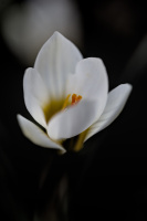 macro 2026.11 dt