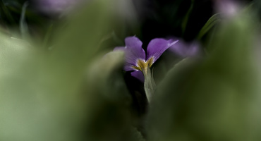 macro 2026.13 dt