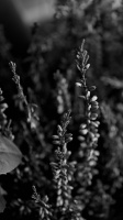 macro 2026.15 dt bw