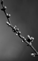macro 2026.16 dt bw