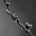 macro 2026.16 dt bw