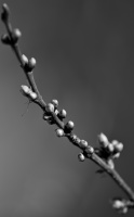 macro 2026.17 dt bw