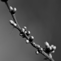 macro 2026.17 dt bw