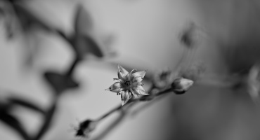 macro 2026.18 dt bw