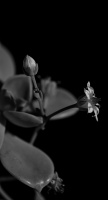 macro 2026.19 dt bw