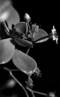 macro 2026.20 dt bw