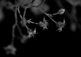 macro 2026.21 dt bw
