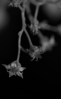 macro 2026.22 dt bw