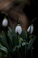 galanthus 2026.03 dt