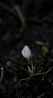crocus 2026.02 dt