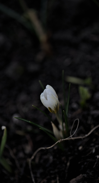crocus 2026.02_dt.jpg