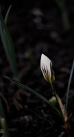crocus 2026.03 dt