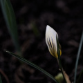 crocus 2026.03 dt