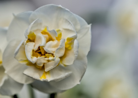 narcissus 2026.01 dt