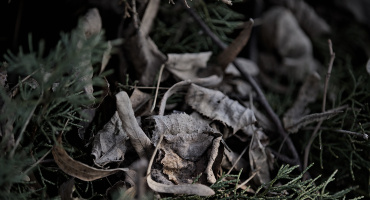 leaves 2026.22 dt