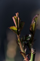 rose 2026.04 dt