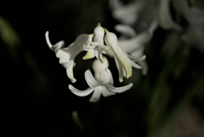 hyacinthus 2026.01 dt