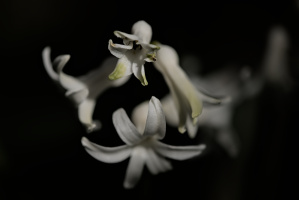 hyacinthus 2026.02 dt