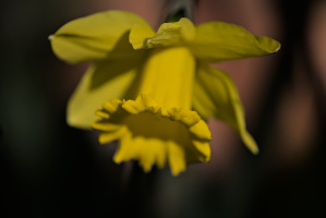 narcissus 2026.02 dt