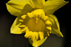 narcissus 2026.03 dt