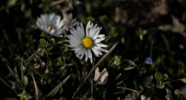 daisy 2026.01 dt