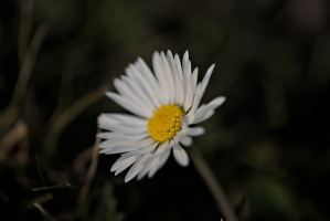 daisy 2026.02 dt