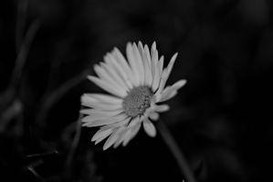 daisy 2026.02 dt bw