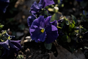 flowers 2026.01 dt