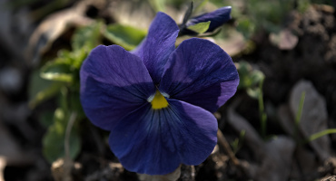 viola 2026.01 dt