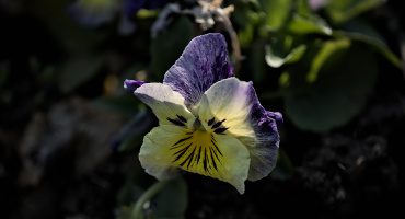 viola 2026.02 dt