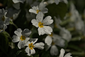 primula 2026.01 dt