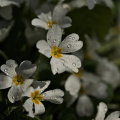 primula 2026.01 dt