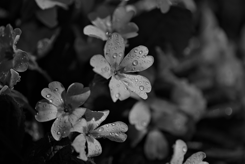 primula 2026.01_dt_bg.jpg