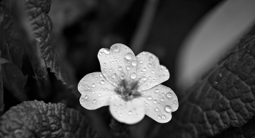 primula 2026.02 dt bw