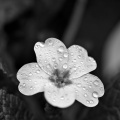 primula 2026.02 dt bw