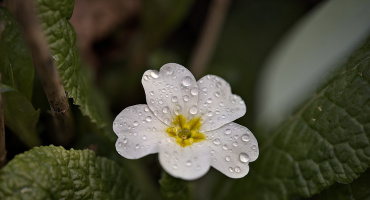 primula 2026.02 dt