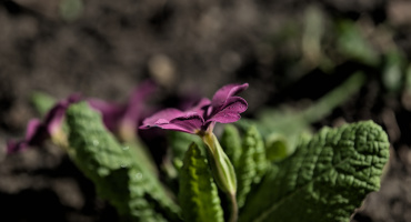 primula 2026.03 dt