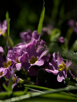 primula 2026.05 dt
