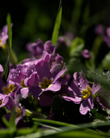 primula 2026.06 dt