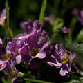 primula 2026.06 dt