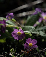 primula 2026.07 dt