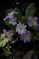 primula 2026.08 dt