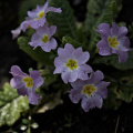 primula 2026.08 dt