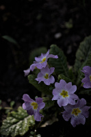 primula 2026.09 dt