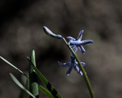 hyacinthus 2026.03 dt