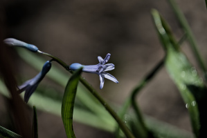 hyacinthus 2026.04 dt