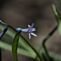 hyacinthus 2026.04 dt