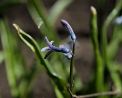 hyacinthus 2026.05 dt