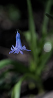 hyacinthus 2026.06 dt