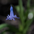 hyacinthus 2026.06 dt